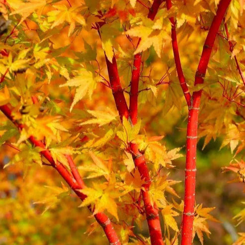 Acer palmatum 'Sango Kaku'