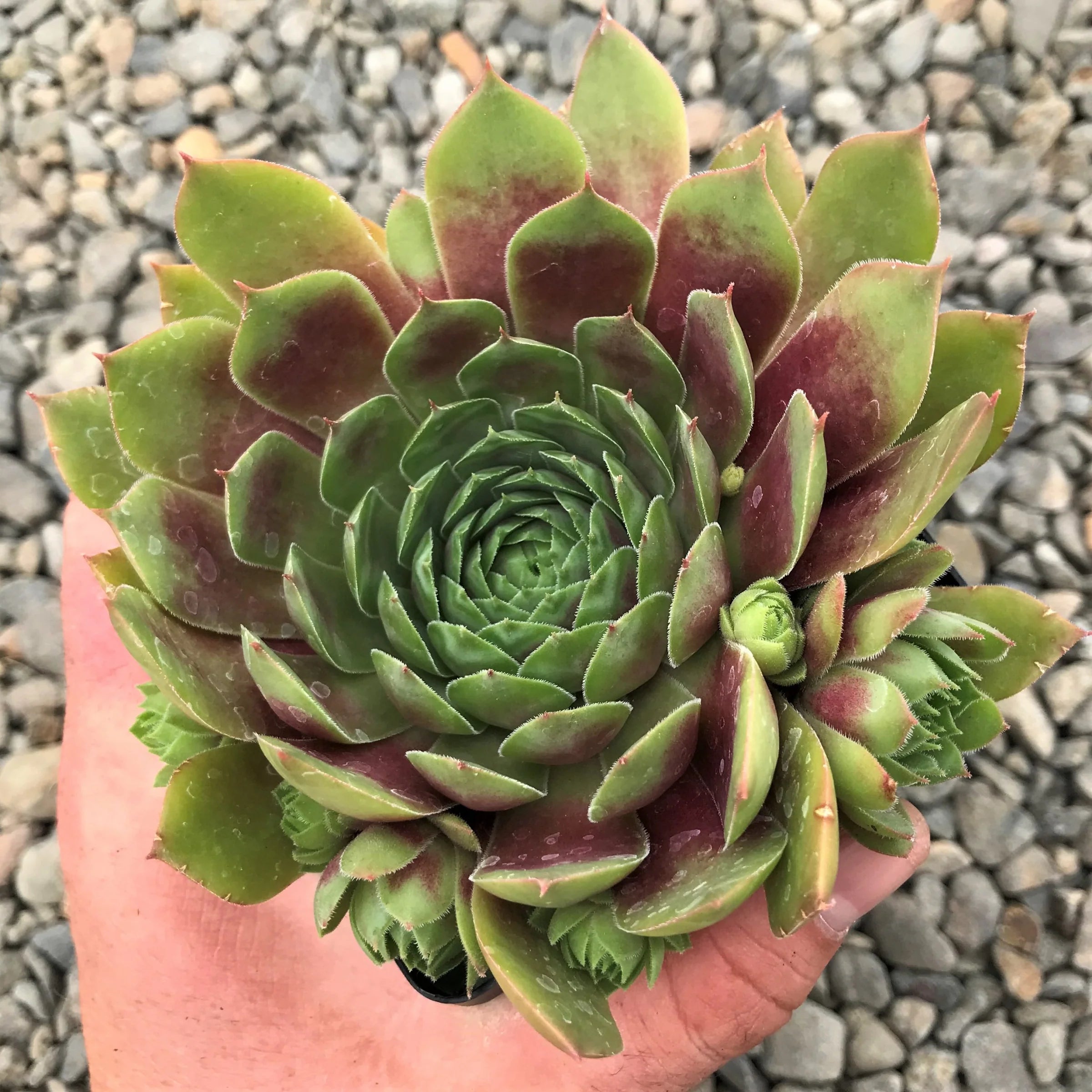 Sempervivum 'Zulay' Joubarbe Rose - Succulente Coupe 12cm Pour Rocaille Et Jardin