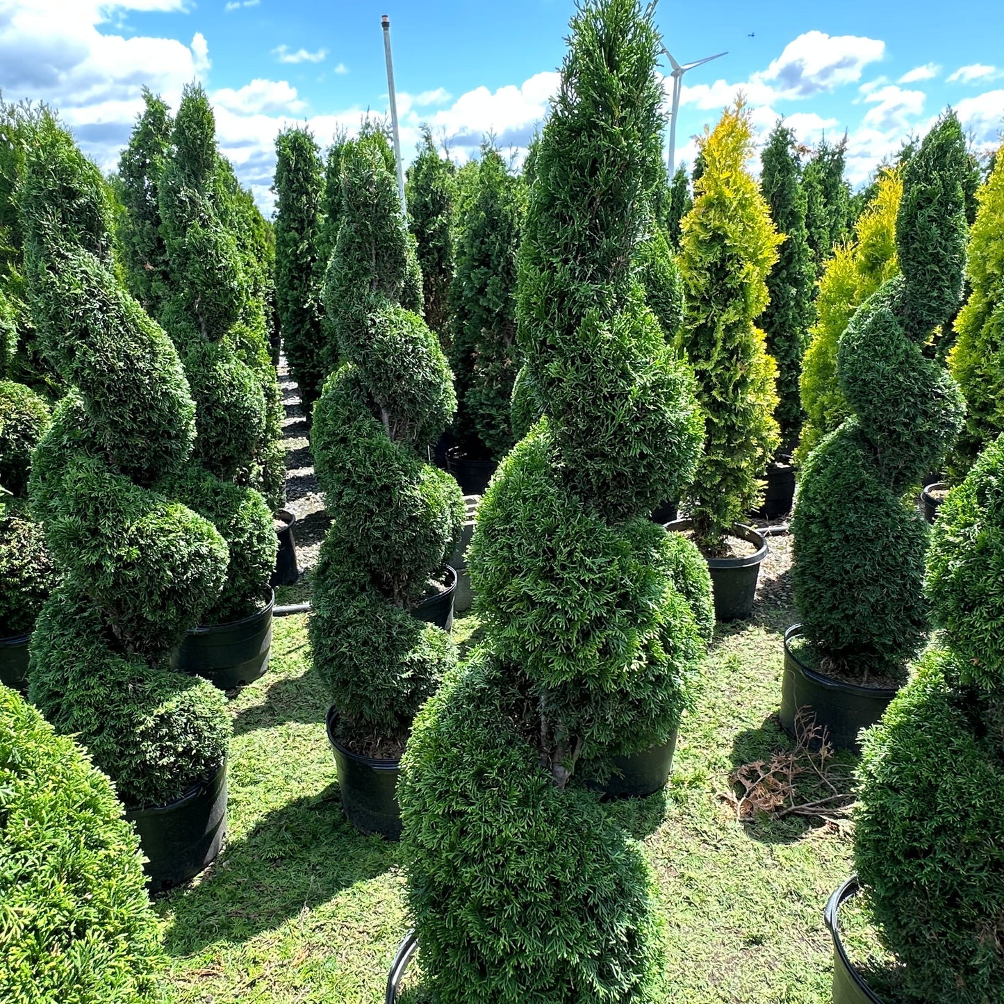 Thuya occidentalis 'Smaragd' (Spirale)