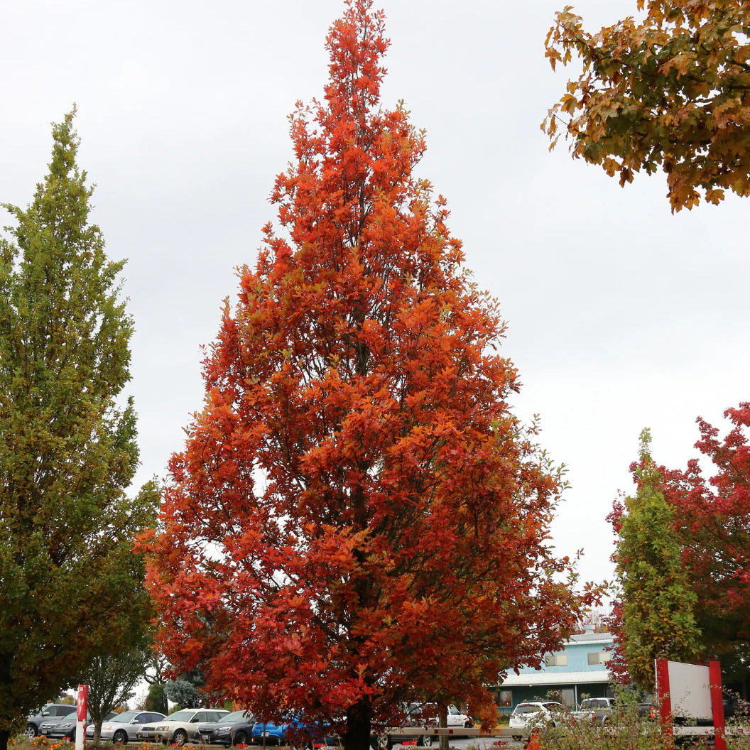 Quercus robur alba 'Streetspire'