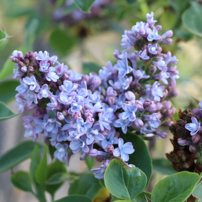 Syringa vulgaris 'President Grevy'
