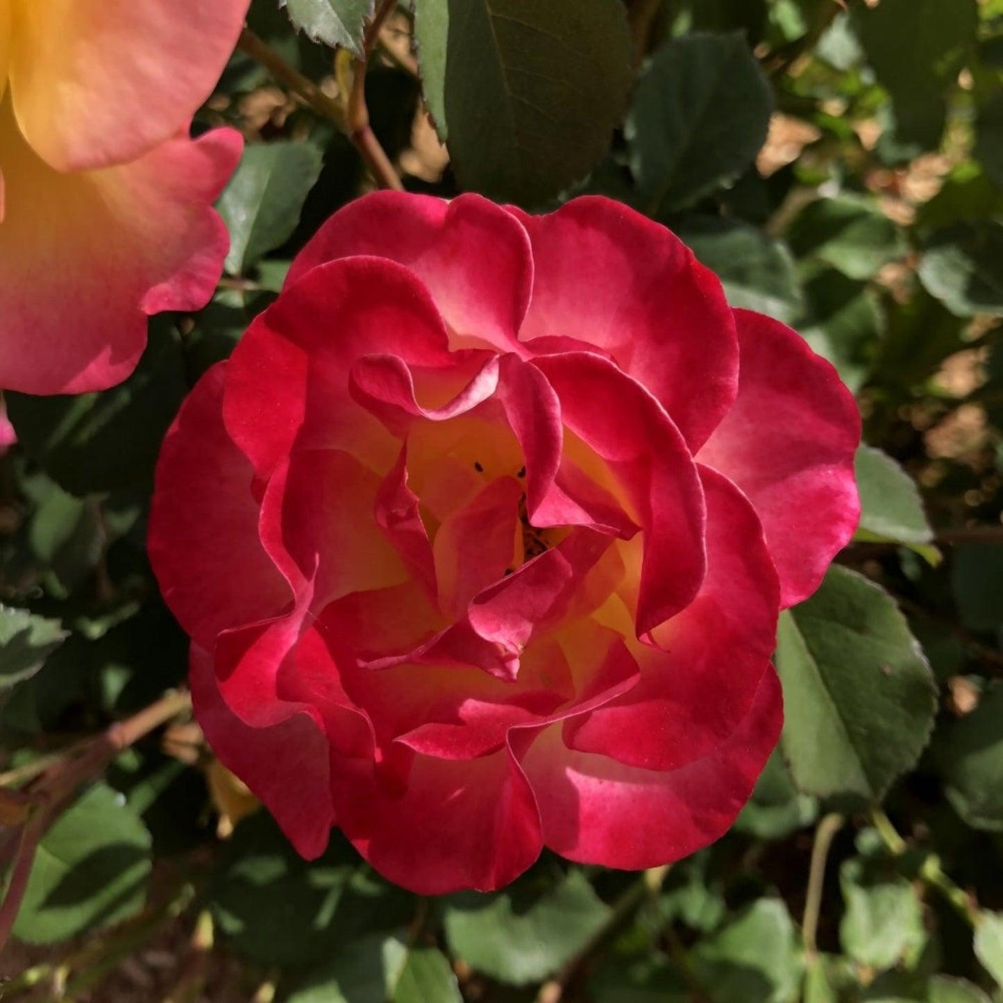 Rosa 'Gumball Goody'