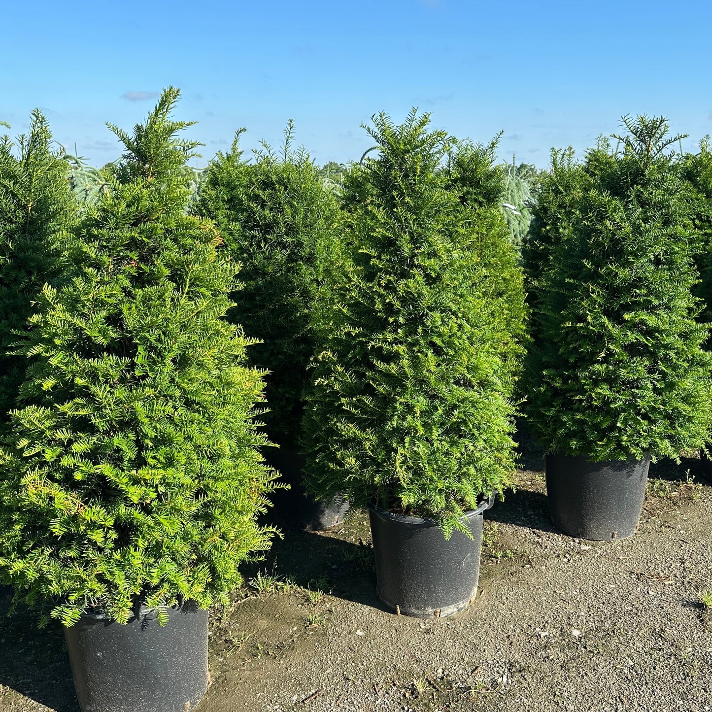 Taxus cuspidata 'Capitata'