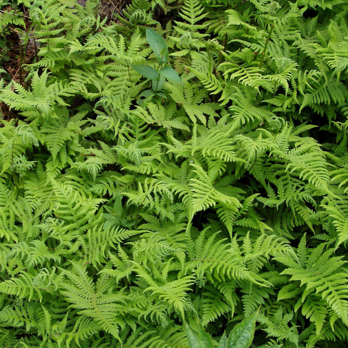 Thelypteris phegopteris