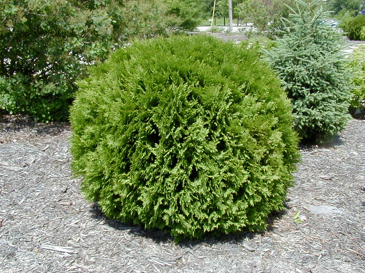 Thuya occidentalis 'Woordwardii'