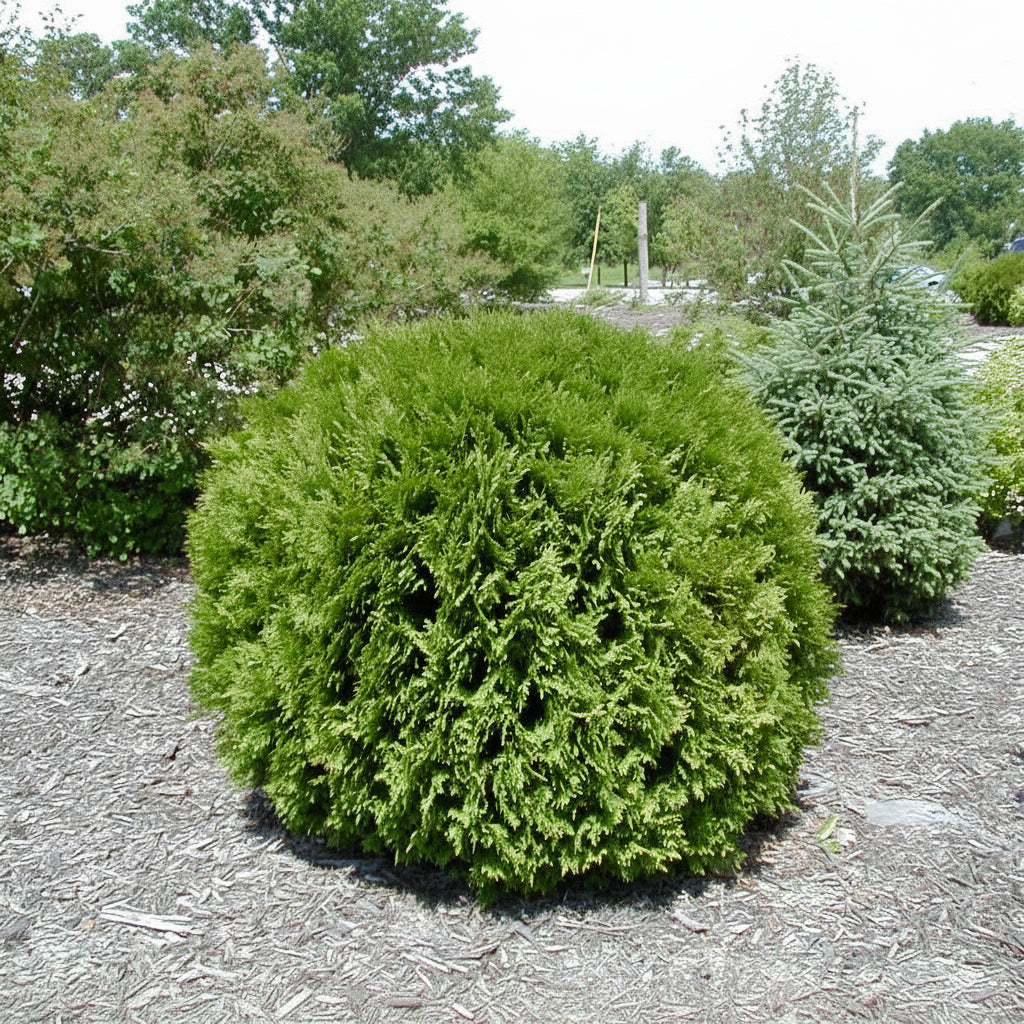Thuya occidentalis 'Woordwardii'