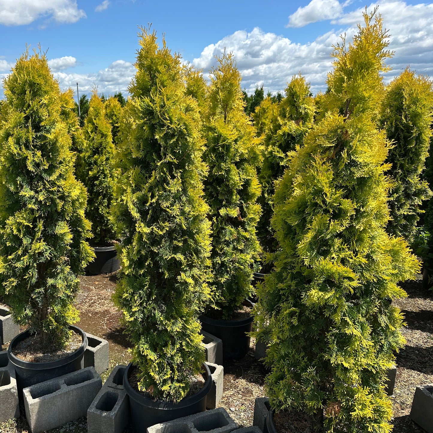 Thuya occidentalis 'Jantar'
