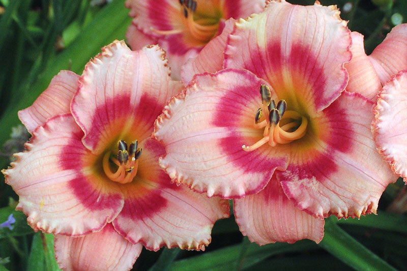 Hemerocallis 'Strawberry candy'