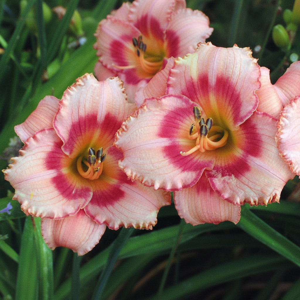 Hemerocallis 'Strawberry candy'