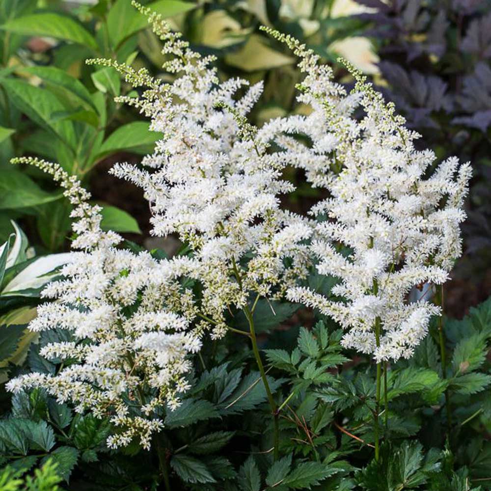 Astilbe 'Visions In White'
