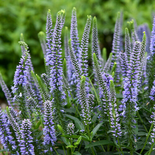 Veronica 'Magic Show Ever After'