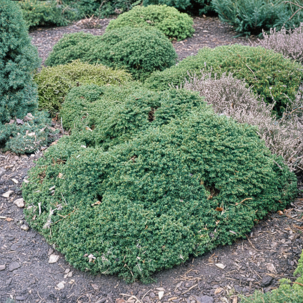 Picea abies 'Little Gem'