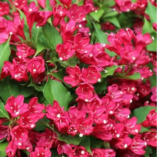 Weigela florida 'Red Prince' (sur tige)