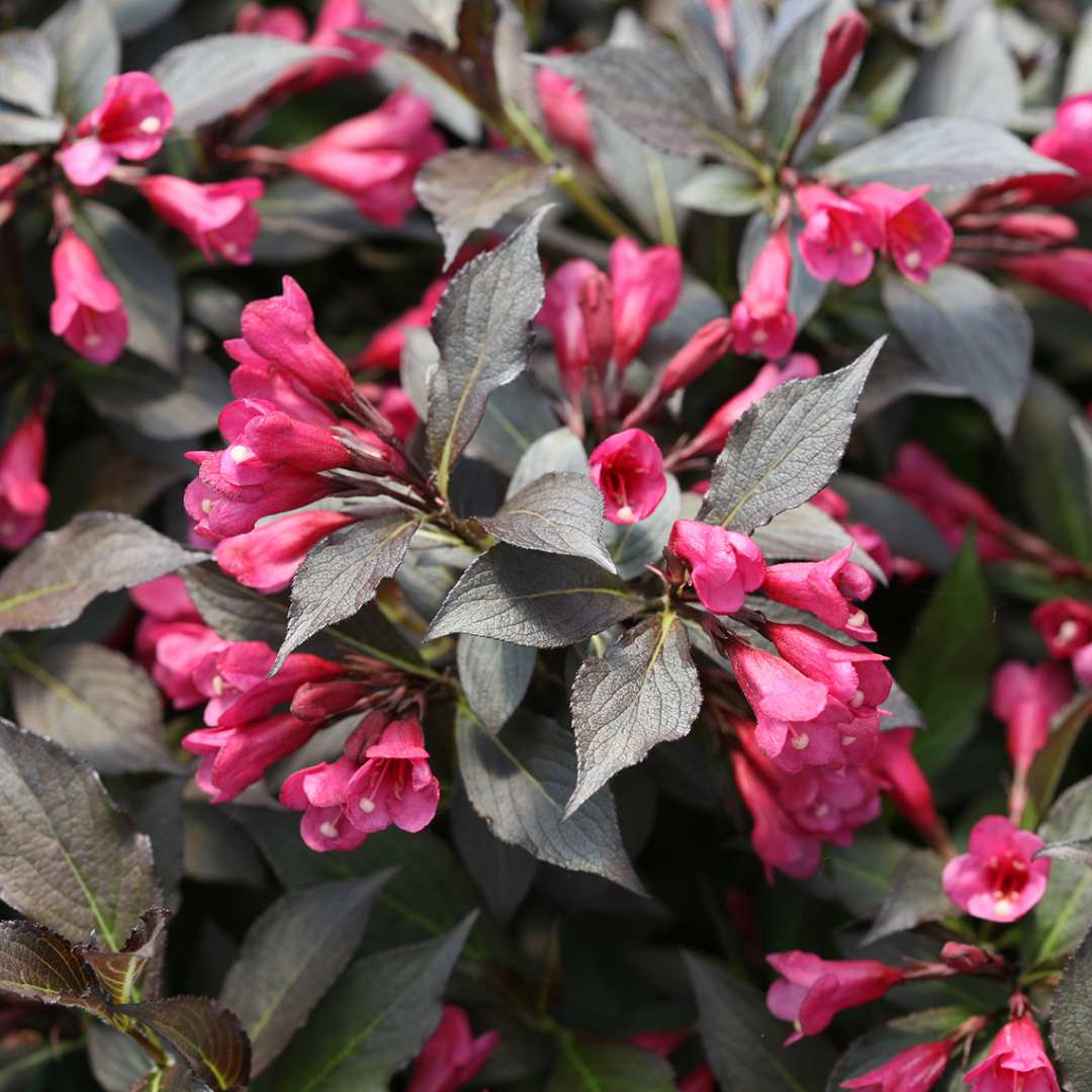 Weigela florida 'Wine and Roses'