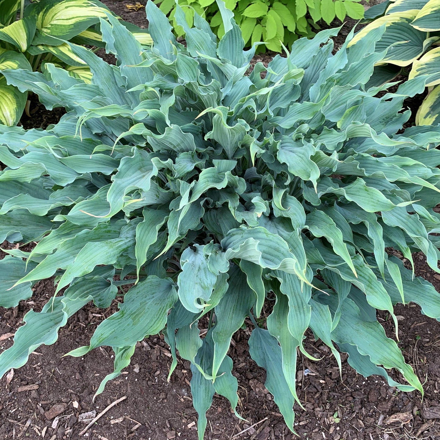 Hosta 'Wild Imagination'