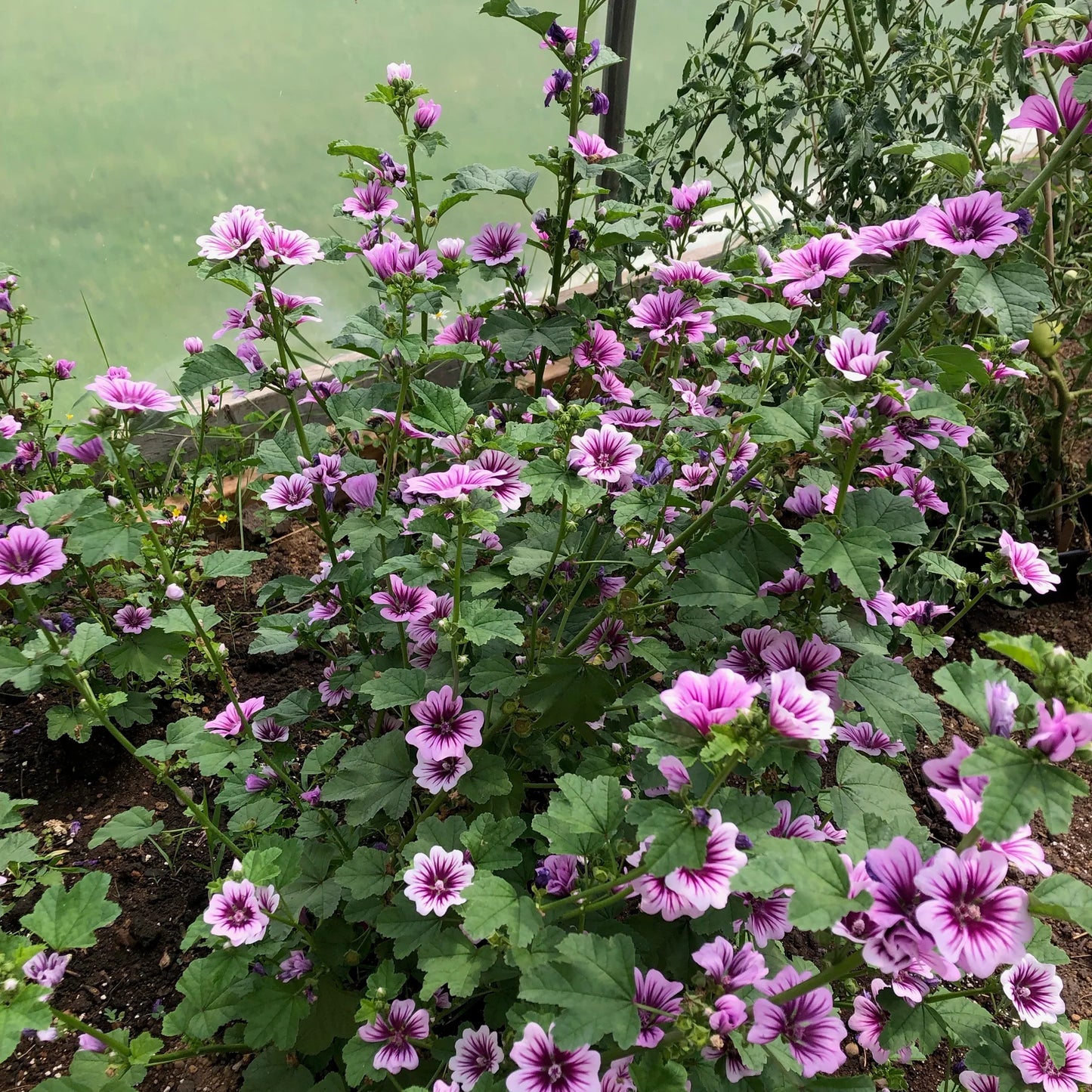Malva sylvestris 'Zebrina'