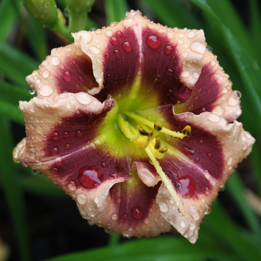 Hemerocallis 'Raspberry Splash'