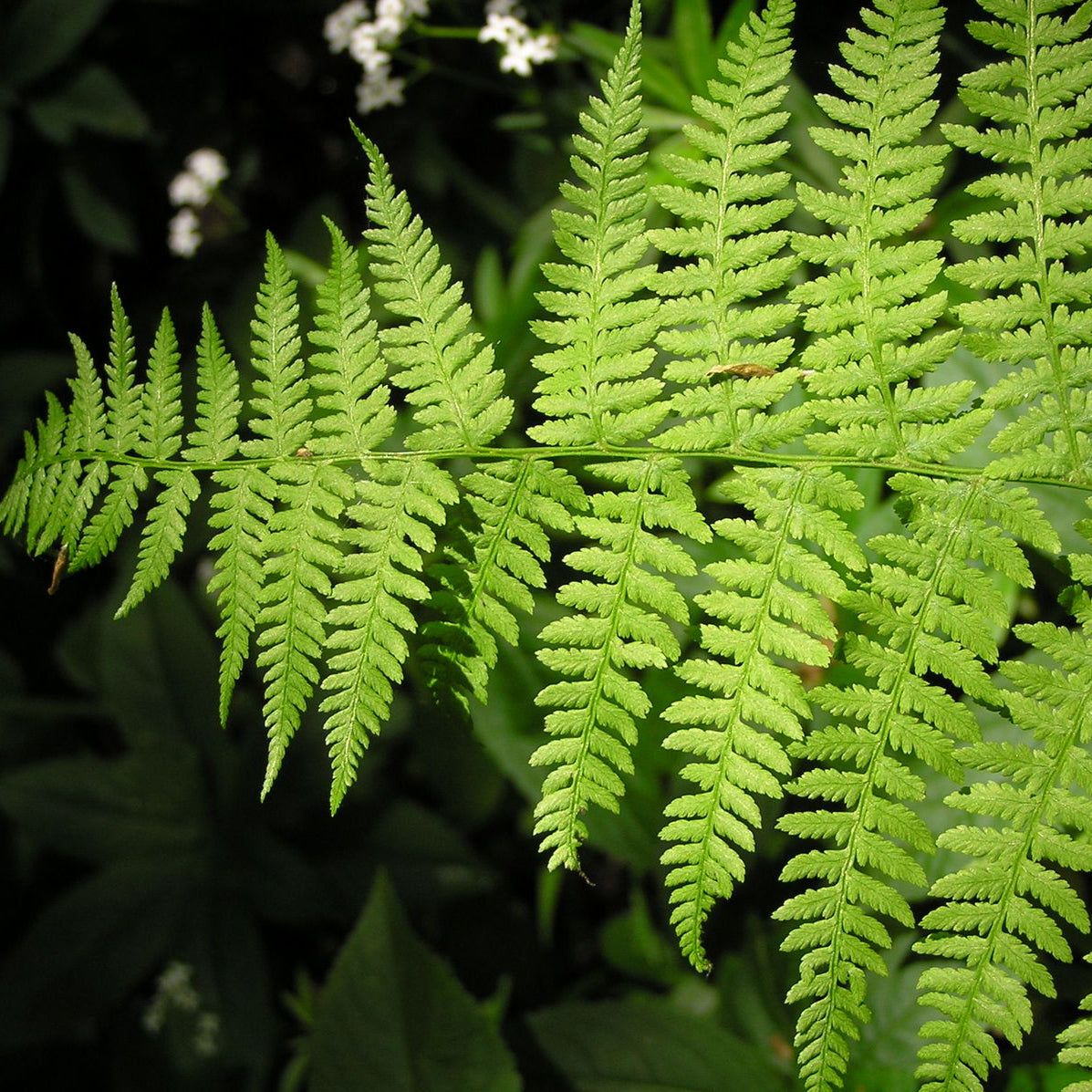 Athyrium filix-femina