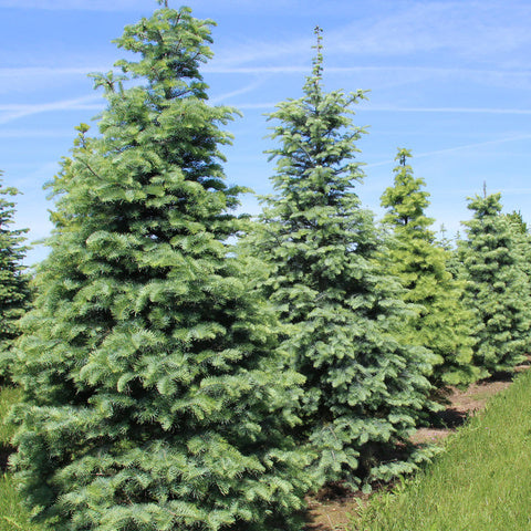 Abies concolor