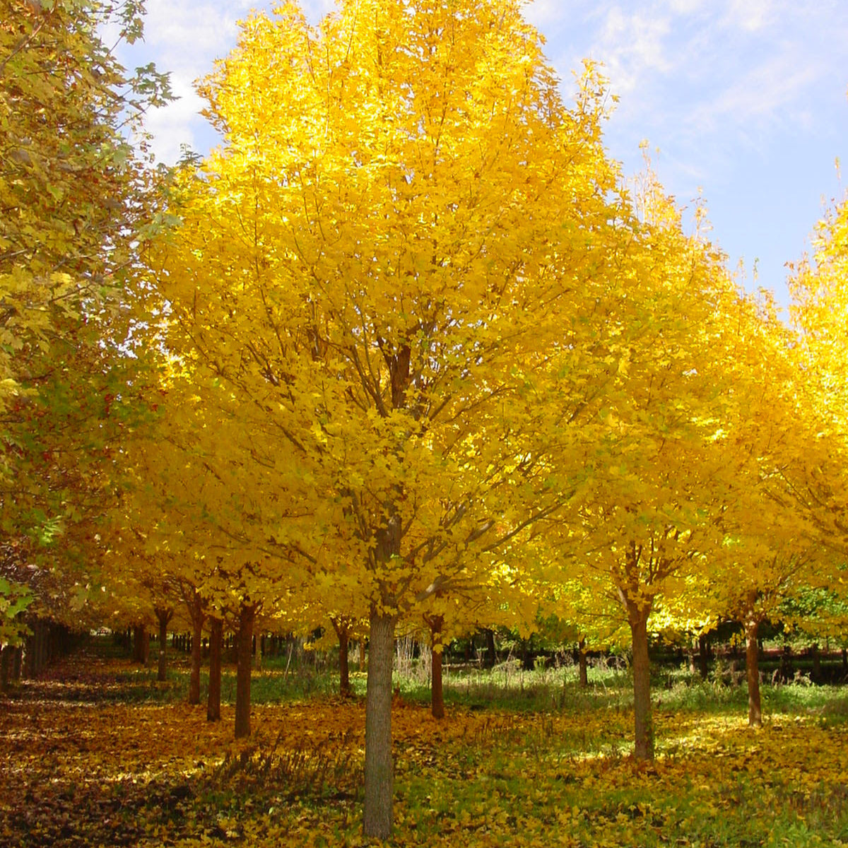 Acer Miyabei 'State Street' (Morton)