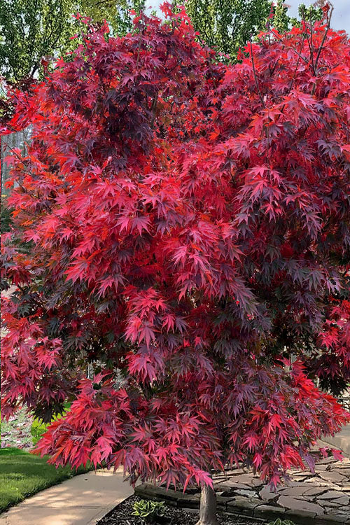 Acer shirasawanum 'Red Dawn'