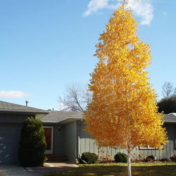 Betula platyphylla 'Dakota Pinnacle'