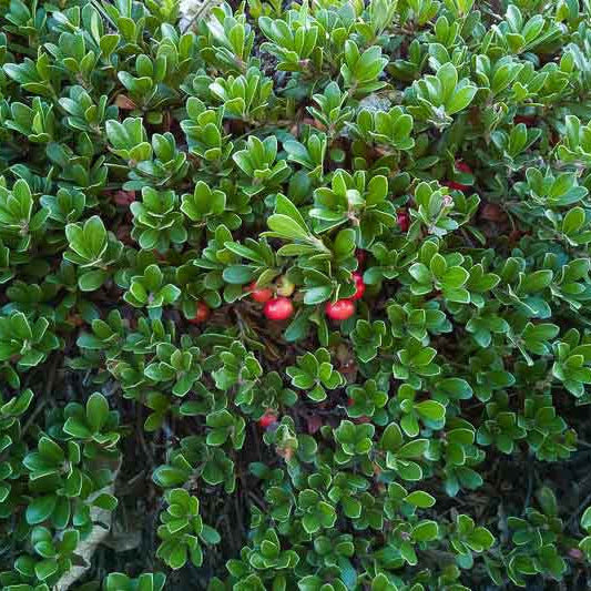 Arctostaphylos uva-ursi 'Massachusetts'