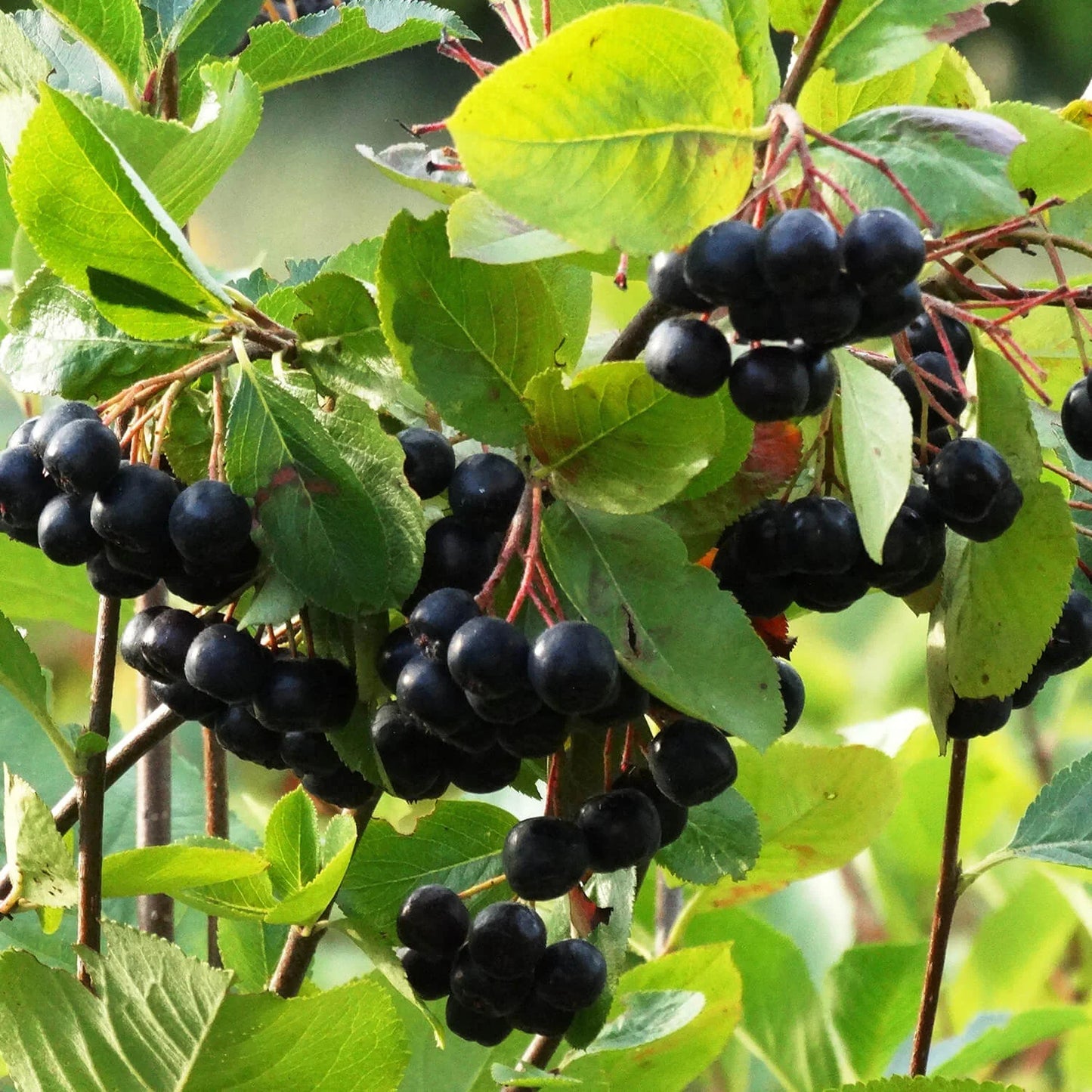 Aronia prunifolia x 'Viking'