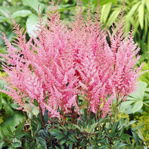 Astilbe 'Erika'