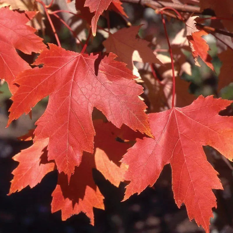 Acer freemani 'Autumn Fantasy'