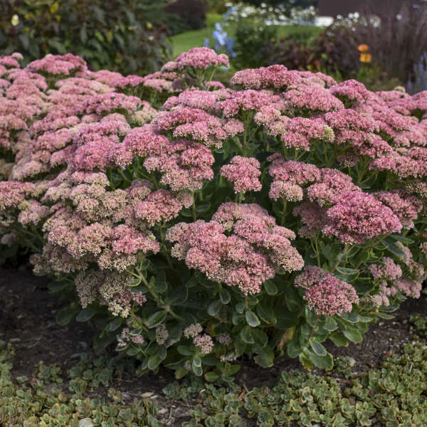 Sedum 'Autumn Joy'