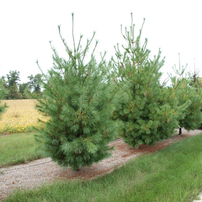 Pinus strobus
