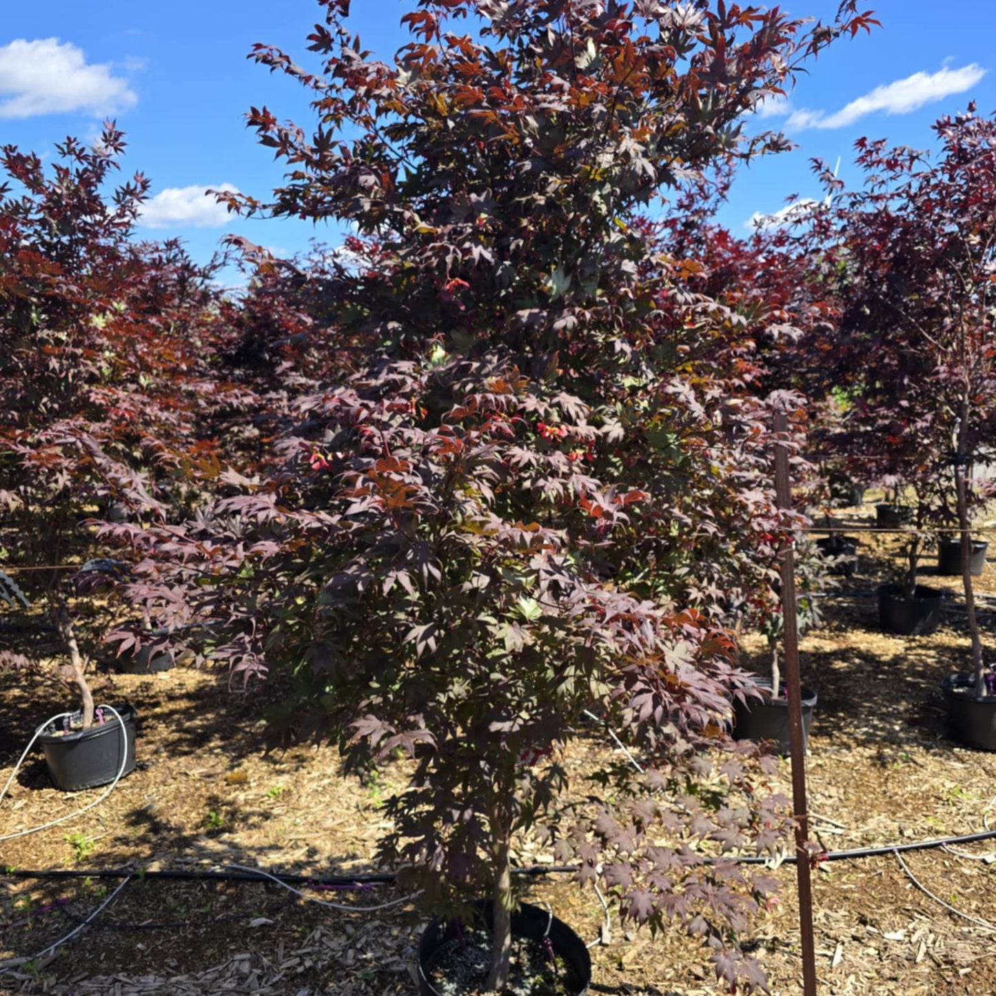 Acer palmatum 'Bloodgood'