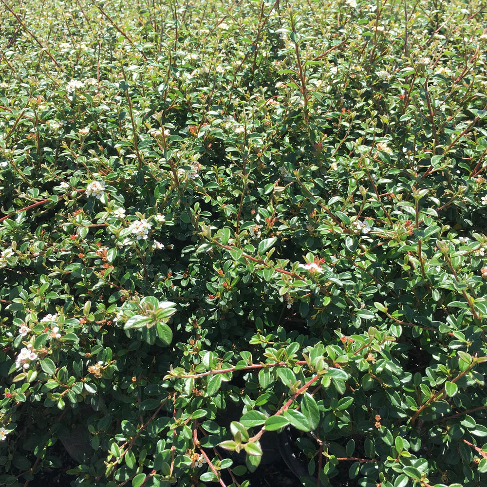 Cotoneaster suecicus (x) 'Coral Beauty' (C. dammeri Coral Beauty)