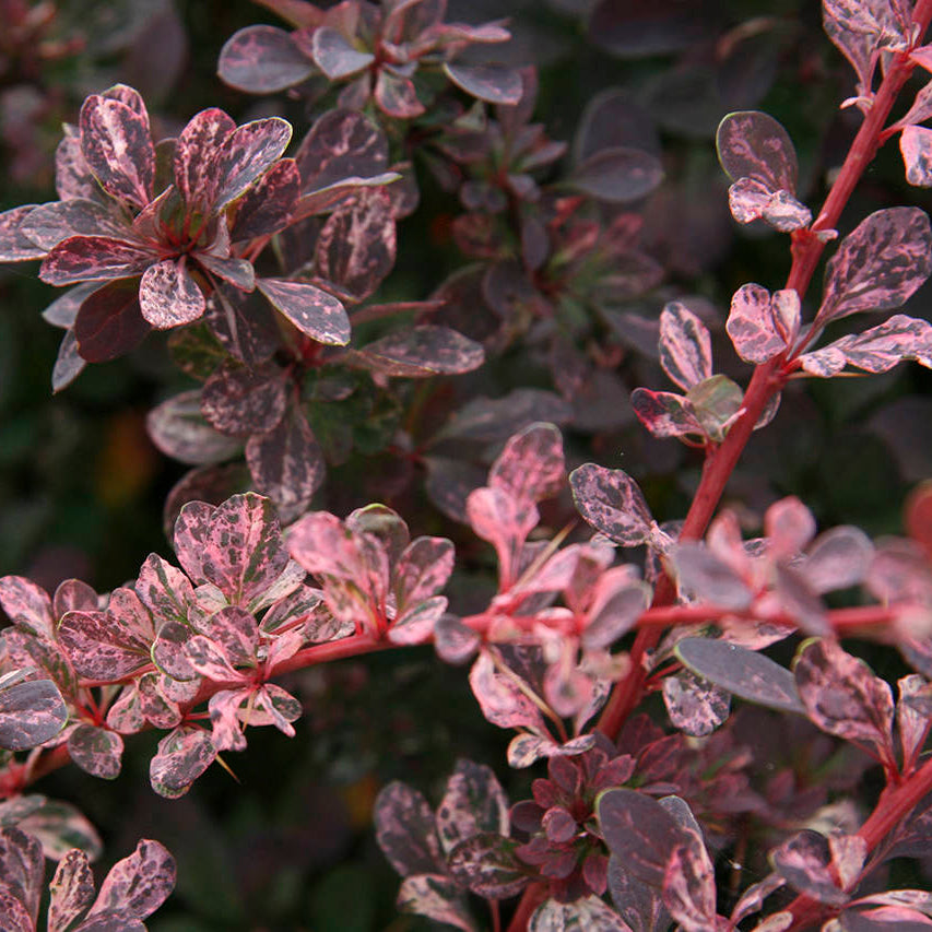 Berberis thunbergii 'Rose Glow'