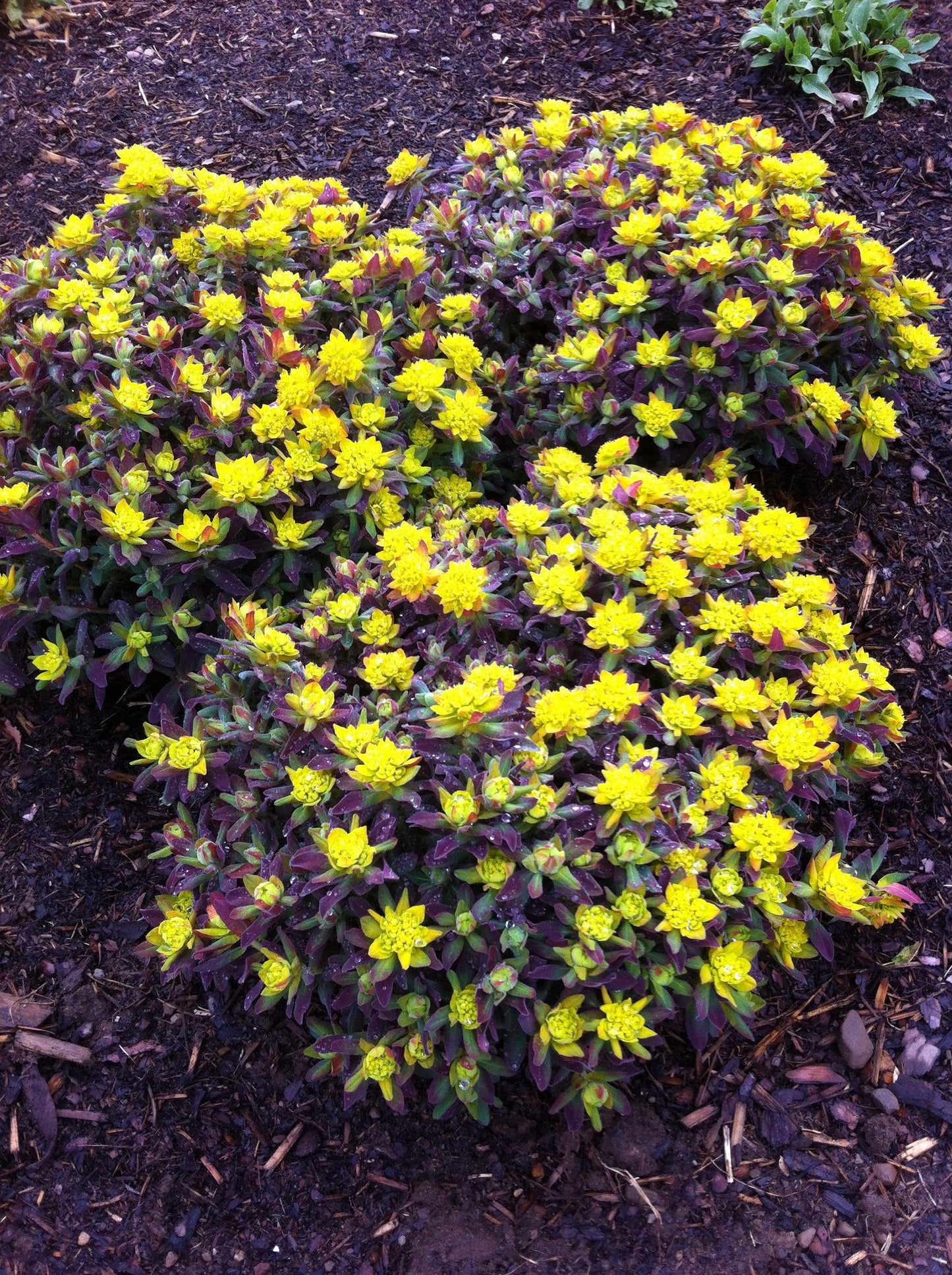 Euphorbia 'Bonfire'