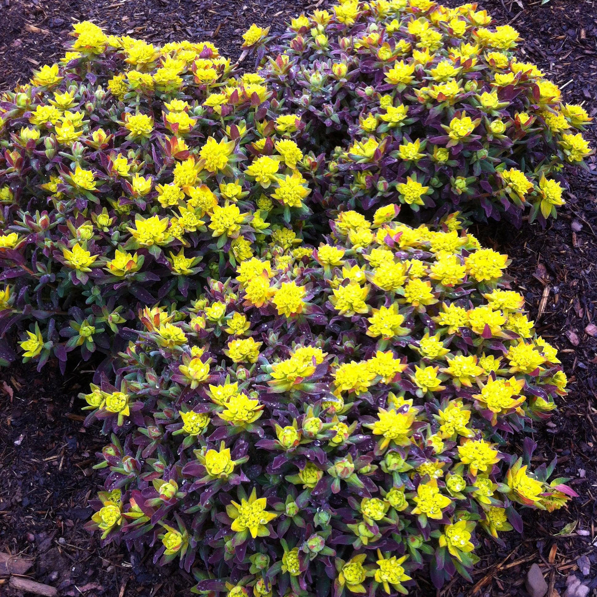 Euphorbia 'Bonfire'