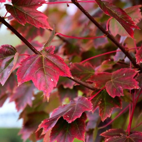 Acer rubrum 'Brandywine'