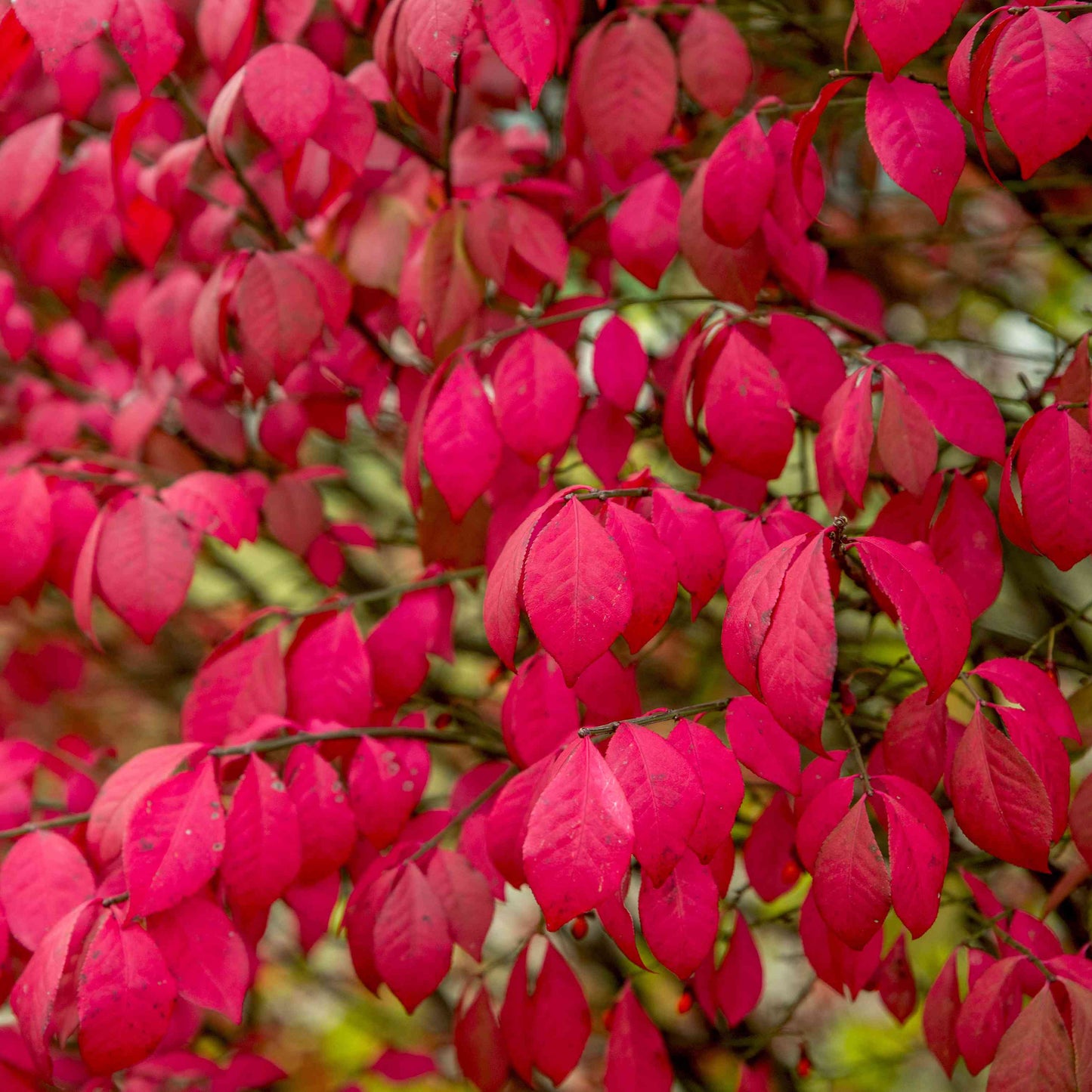 Euonymus alatus 'Fire Ball' (Select)