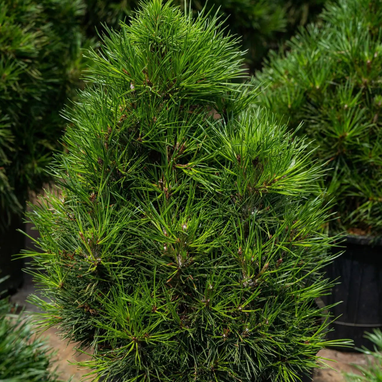 Pinus sylvestris 'Green Penguin'
