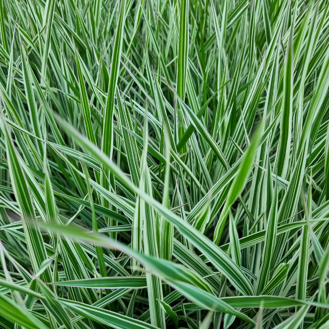 Calamagrostis acutiflora (x) 'Lighting Strike'
