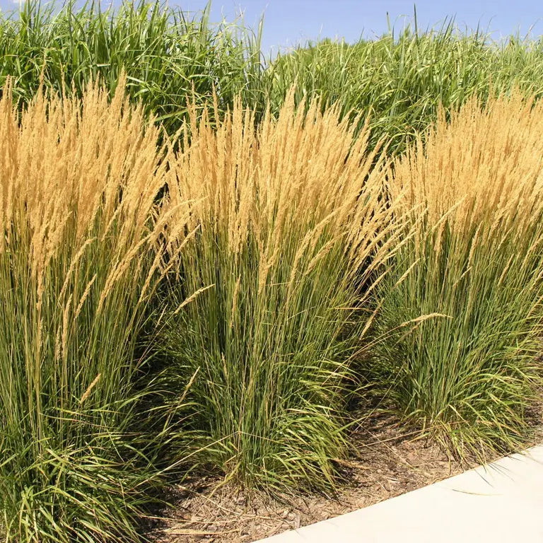 Calamagrostis acutiflora (x) 'Karl Forester'