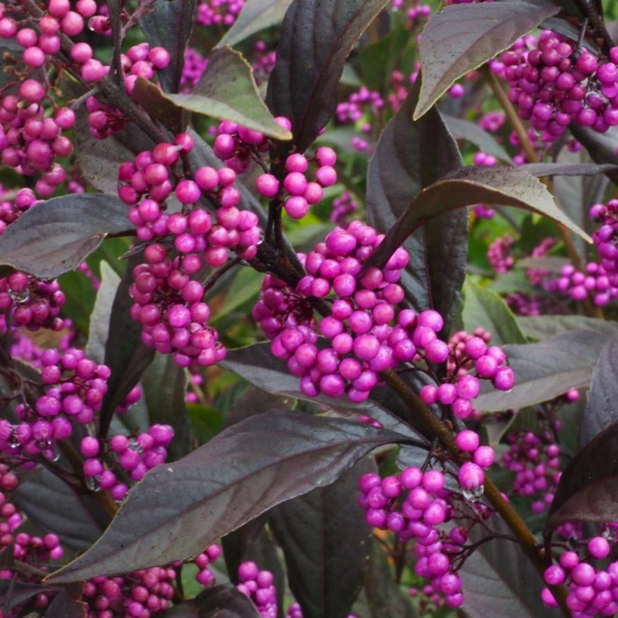Callicarpa 'Pearl Glam'