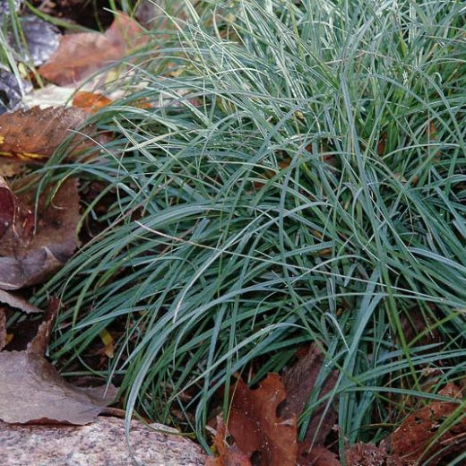 Carex flacca 'Blue Zinger'