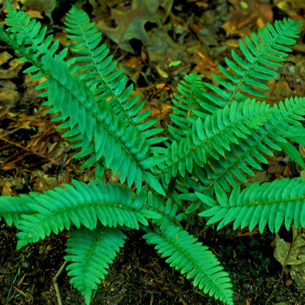 Polystichum acrostichoides