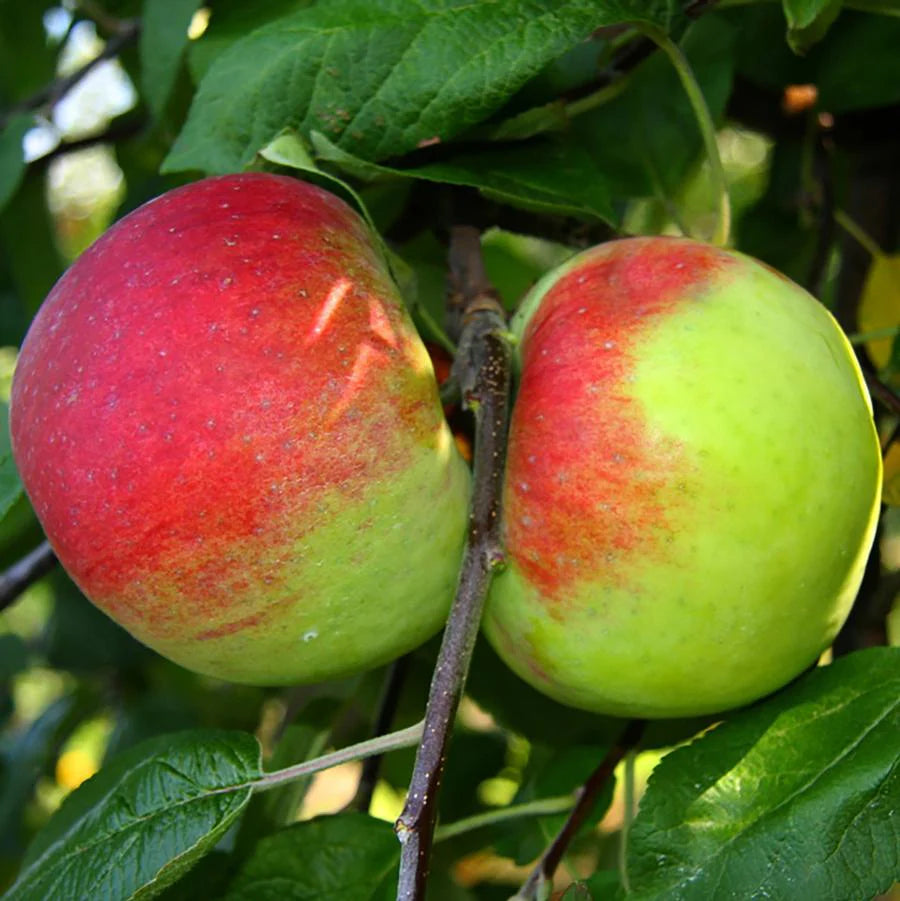 Malus 'Cortland'