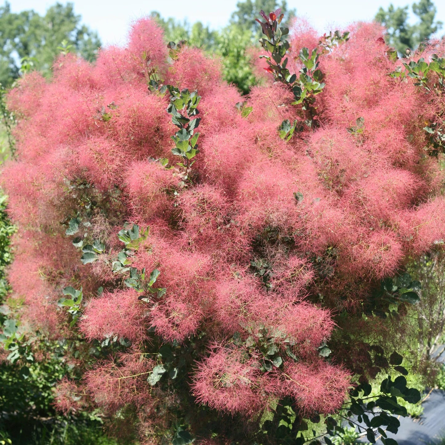 Cotinus coggygria 'The Velvet Fog'