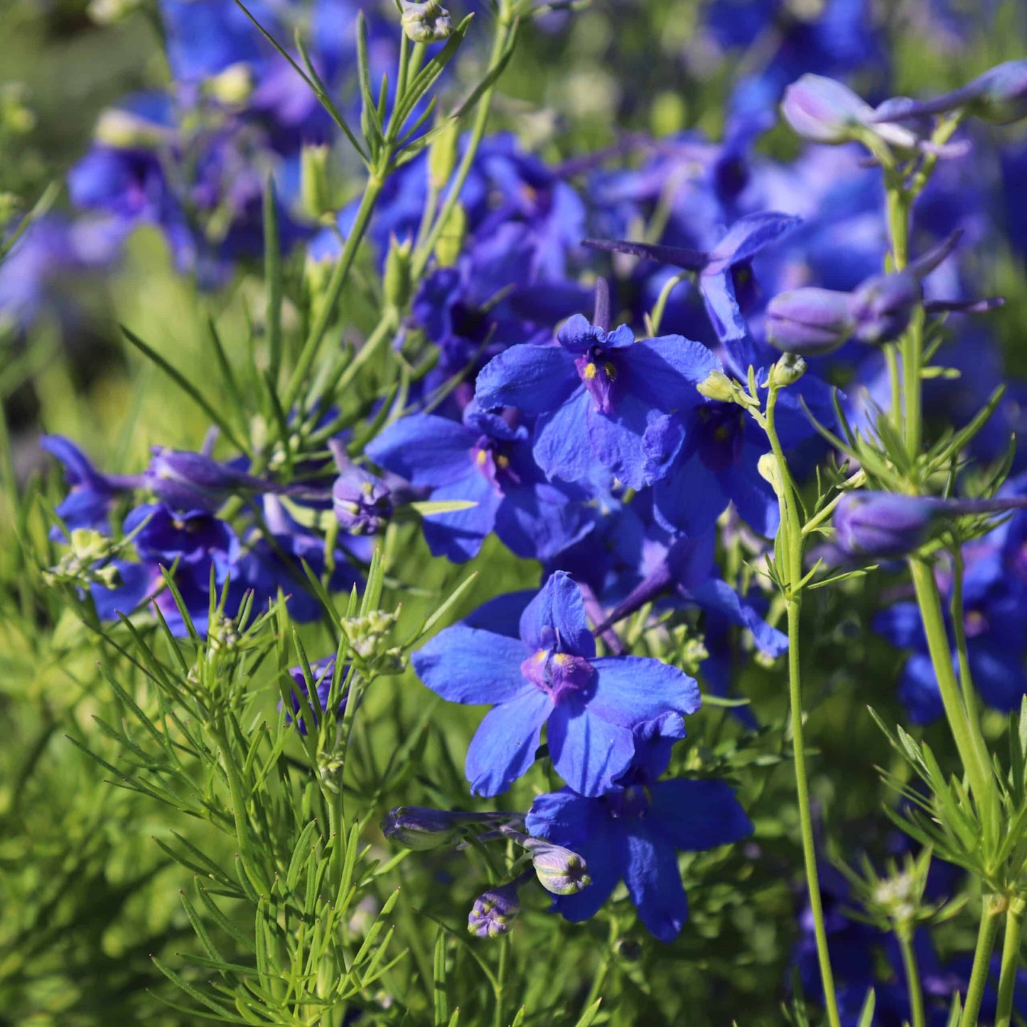Delphinium grandiflorum 'Summer Night'