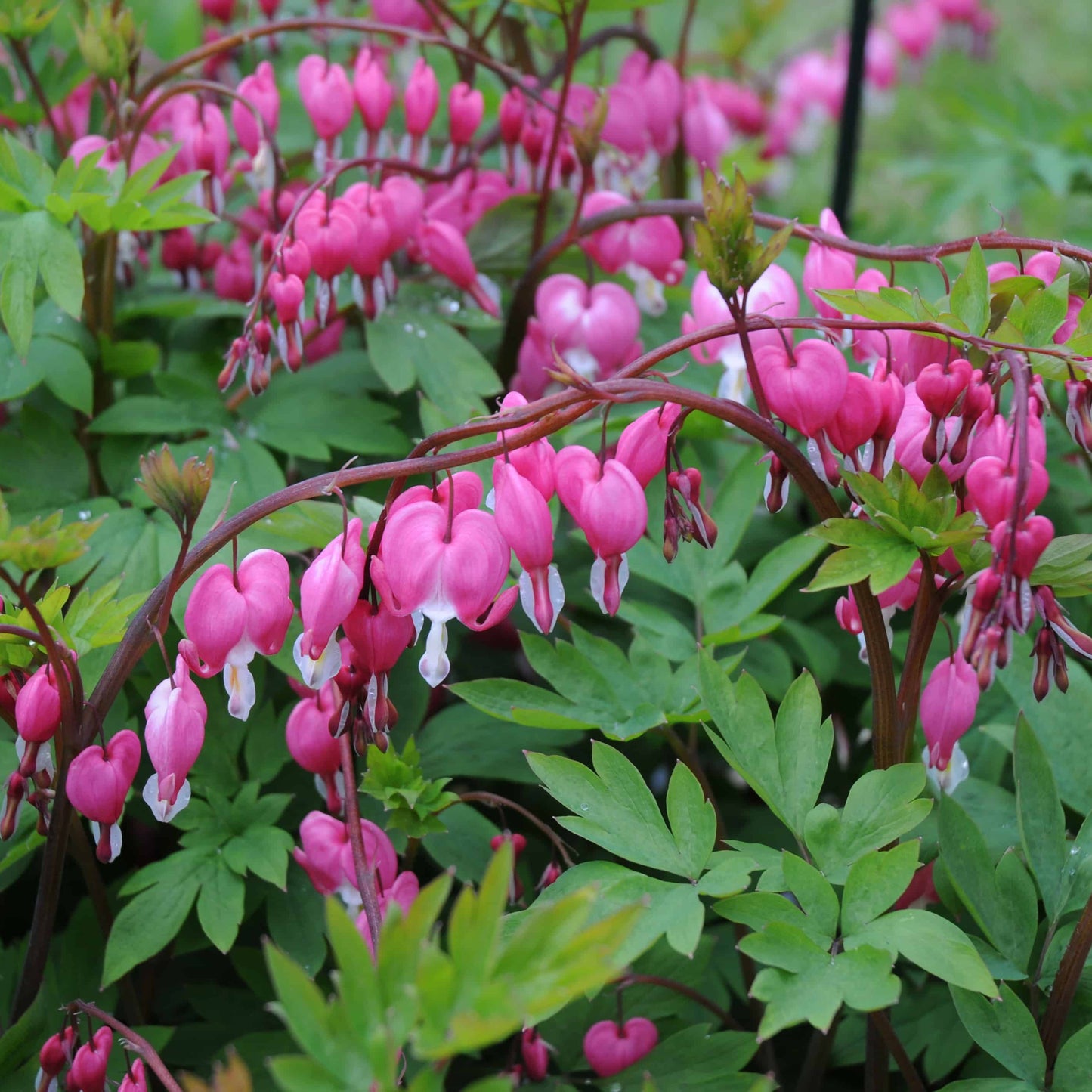 Dicentra spectabilis
