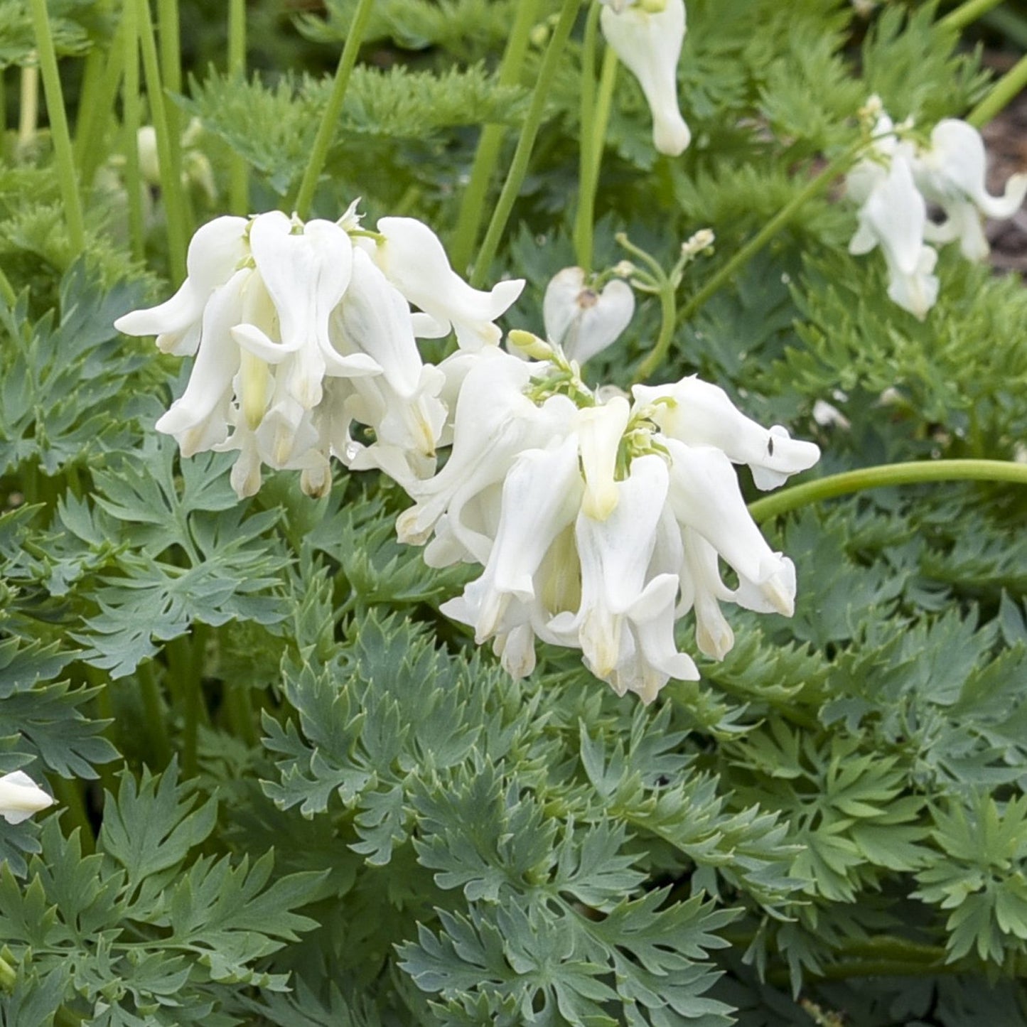 Dicentra 'White Diamonds'